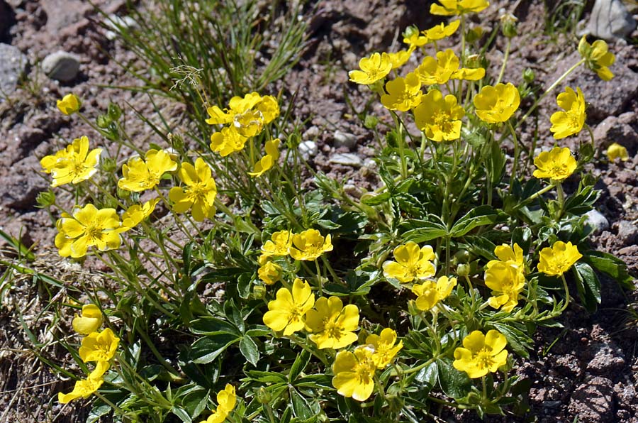 Potentilla aurea / Cinquefoglia fior d''oro